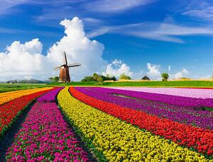 Fotografia Tulips and Windmills, JacobH