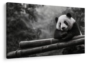 Obraz panda odpoczywająca na bambusie
