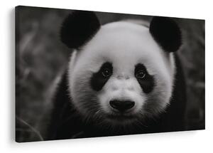 Obraz urocza panda w naturze