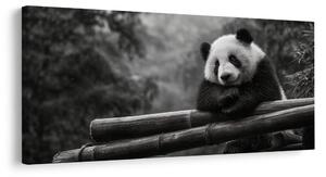 Obraz spokojna panda w naturze