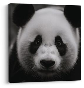 Obraz panda na czarnym tle