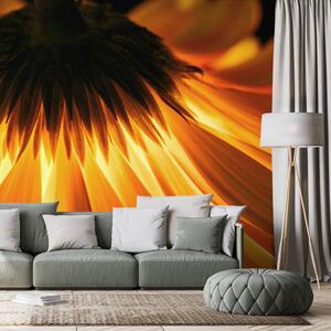 Fototapeta gerbera na ciemnym tle