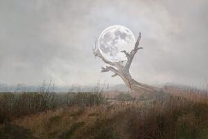 Samoprzylepna tapeta księżyc w objęciach przyrody