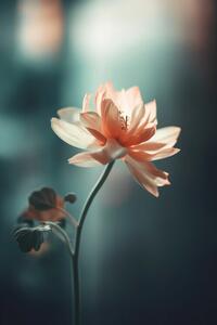 Fotografia Coral Flowers At Night, Treechild