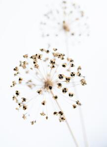 Fotografia Dried Flower 2 natural, Studio Collection