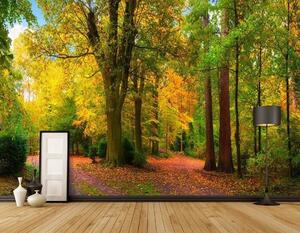Fototapeta Ścieżka z drzewami i liśćmi, Fototapety Las, Popularne Fototapety, u08547 - Tapeko.pl