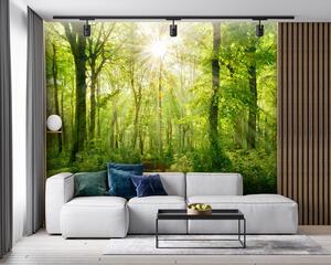 Fototapety Ścieżka w słonecznym lesie, Fototapety Natura, u22252 : Uwalls.pl