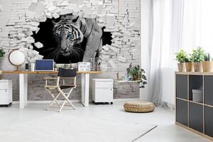 Fototapeta Tygrys przechodzący przez dziurę w ścianie, Fototapety design, Popularne Fototapety, u53013 - Tapeko.pl