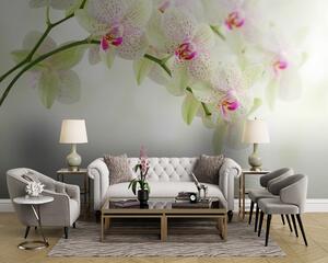 Fototapeta Delikatne orchidee nad łagodną wodą, Fototapety Kwiaty, Popularne Fototapety, u56335 - Tapeko.pl