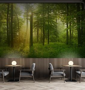 Fototapety Cisza w słonecznym lesie, Fototapety Natura, u57295 : Uwalls.pl