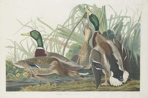 Reprodukcja Mallard Duck 1834, John James (after) Audubon