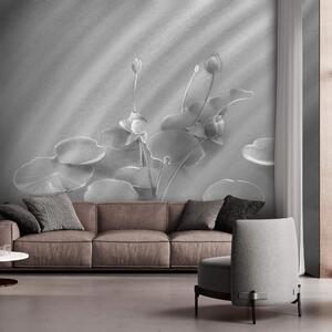 Fototapeta Spokojna scena z liliami wodnymi uchwycona w piękny sposób, Fototapety Kwiaty, Popularne Fototapety, t00603 - Tapeko.pl