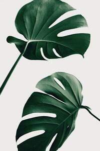 Ilustracja Monstera Natural 46, Studio Collection