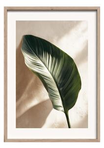 Obraz drukowany z ramą w zestawie 50x70 cm Strelizia Leaf – Styler