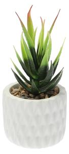 Dekoracja Sansevieria 12cm