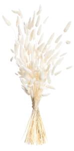 Bukiet Dmuszka 60cm cream