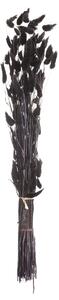 Bukiet Dmuszka 60cm dark brown