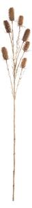 Oset Ozdobny 110cm beige