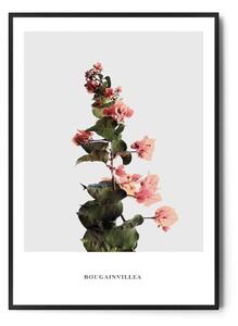 Plakat botaniczny RÓŻOWY KWIAT