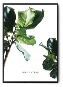 Plakat PURE NATURE | Ficus