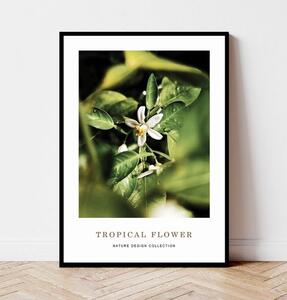 Plakat TROPICAL FLOWER no.1