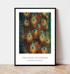Plakat PEACOCK FEATHERS no.1