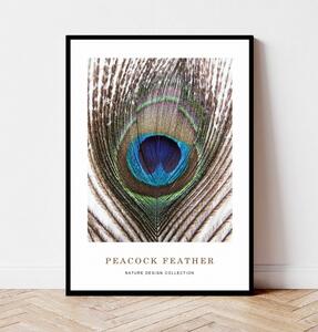 Plakat PEACOCK FEATHER no.1