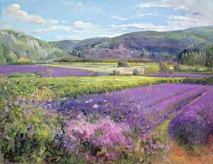 Reprodukcja Lavender Fields in Old Provence, Timothy Easton