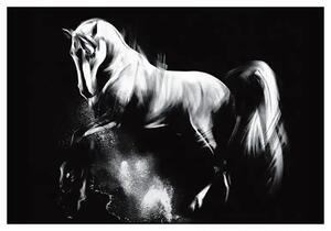 Obraz na płótnie Koń Lipicański 2, Seria Wiedeń