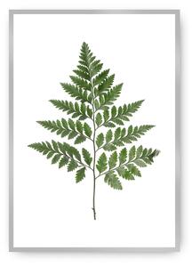 Plakat Fern Green