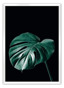 Plakat Dark Monstera