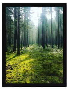 Obraz Green Forest 30x40cm