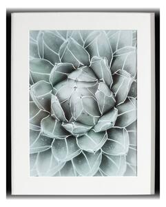 Obraz Succulents II 40x50cm