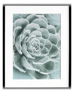 Obraz Succulents I 40x50cm