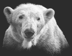 Fotografia Polar bear on black, © Christian Meermann