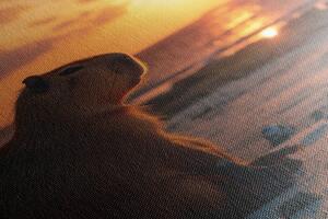 Obraz kapibary o zachodzie słońca