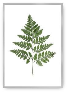 Plakat Fern Green