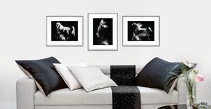 Komplet obrazów Seria Konie Lipicańskie