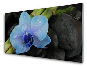Obraz na Szkle Kwiat Kamienie Roślina