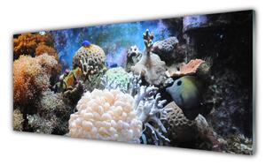 Obraz Szklany Rafa Koralowa Przyroda