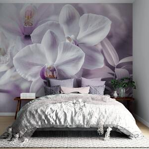 Fototapety Białe i liliowe delikatne kwiaty orchidei, miękkie oświetlenie i rozmyte teksturowane tło , Fototapety Kwiaty, w09155 : Uwalls.pl