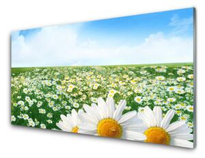 Szkło do Kuchni na Ścianę Dywan Białych Stokrotek