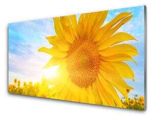 Obraz Szklany Słonecznik Kwiat Słońce