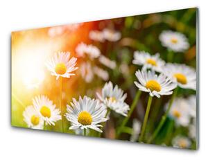 Obraz Szklany Stokrotki Kwiaty Promienie