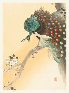 Reprodukcja Peacock Cherry Blossom, Ohara Koson