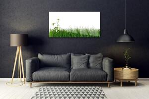 Obraz na Szkle Trawa Natura Roślina