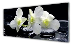 Obraz na Szkle Kwiat Storczyk Biały