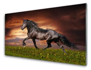 Obraz Akrylowy Czarny Koń Łąka Zwierzęta