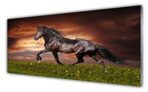 Obraz na Szkle Czarny Koń Łąka Zwierzęta
