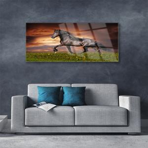 Obraz na Szkle Czarny Koń Łąka Zwierzęta
